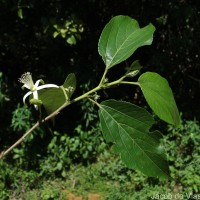Grewia bracteata Roth